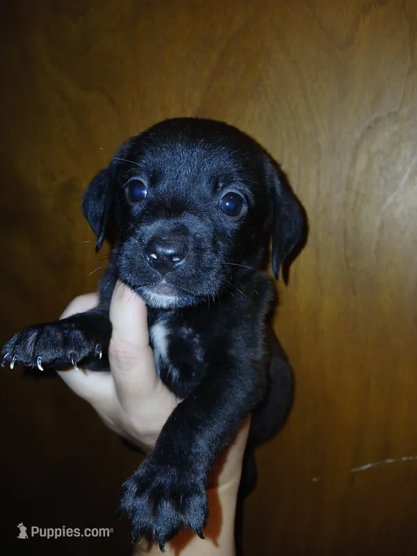 Roxy  – American Pit Bull Terrier, Goldador puppy for sale in Ahoskie, NC