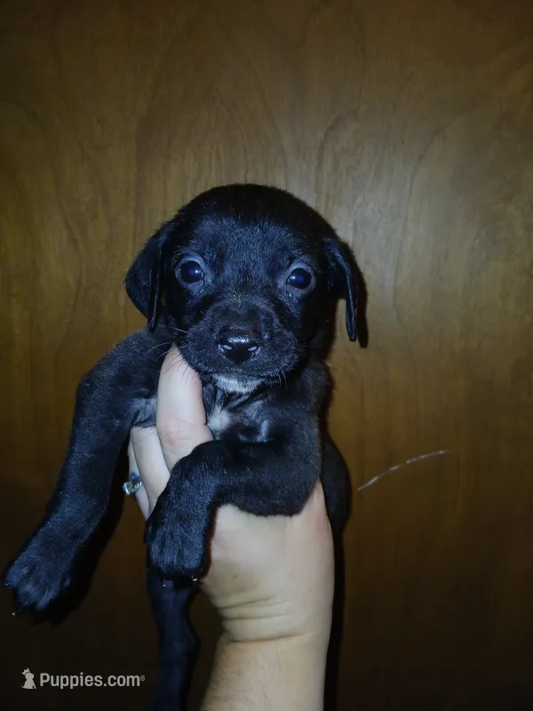 Cara – American Pit Bull Terrier, Goldador puppy for sale in Ahoskie, NC