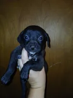 Cara, a female American Pit Bull Terrier and Goldador for sale in Ahoskie, NC – 1 of 1