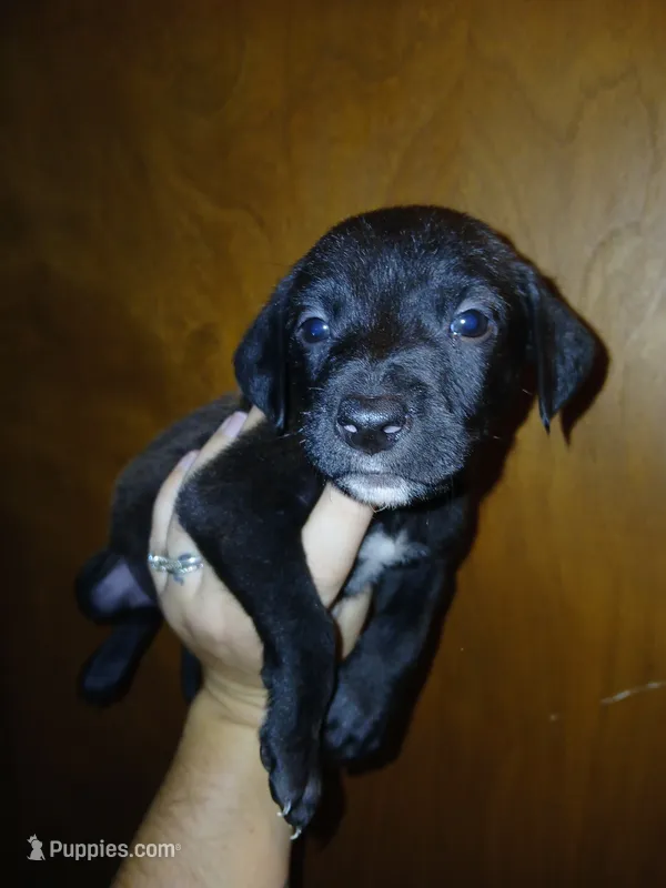 Sassy – American Pit Bull Terrier, Labrador Retriever puppy for sale in Ahoskie, NC