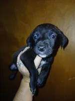 Sassy, a female American Pit Bull Terrier and Labrador Retriever for sale in Ahoskie, NC – 1 of 1