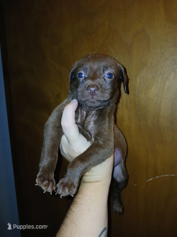 Tiny – American Pit Bull Terrier puppy for sale in Ahoskie, NC