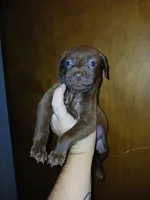Tiny, a female American Pit Bull Terrier for sale in Ahoskie, NC – 1 of 1
