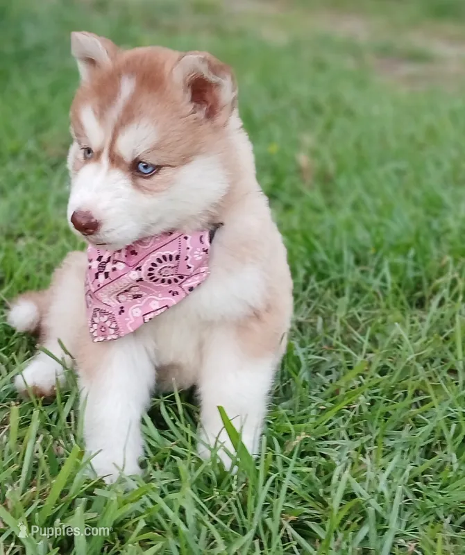 Foxy  – Siberian Husky puppy for sale in Ahoskie, NC