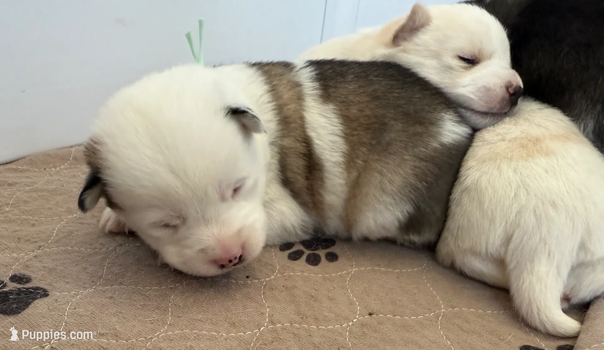 processed/51d120c9-4c35-481d-8836-7441d84db7cb/listing/53deb748-84bf-4e48-97c5-f295a561ed59/7d34d211-6e15-4c7f-8e88-7f64a29b31fb