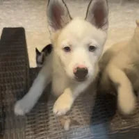 Teal Collar Male, a male Pomsky for sale in Exeter, RI – Photo 7 of 7