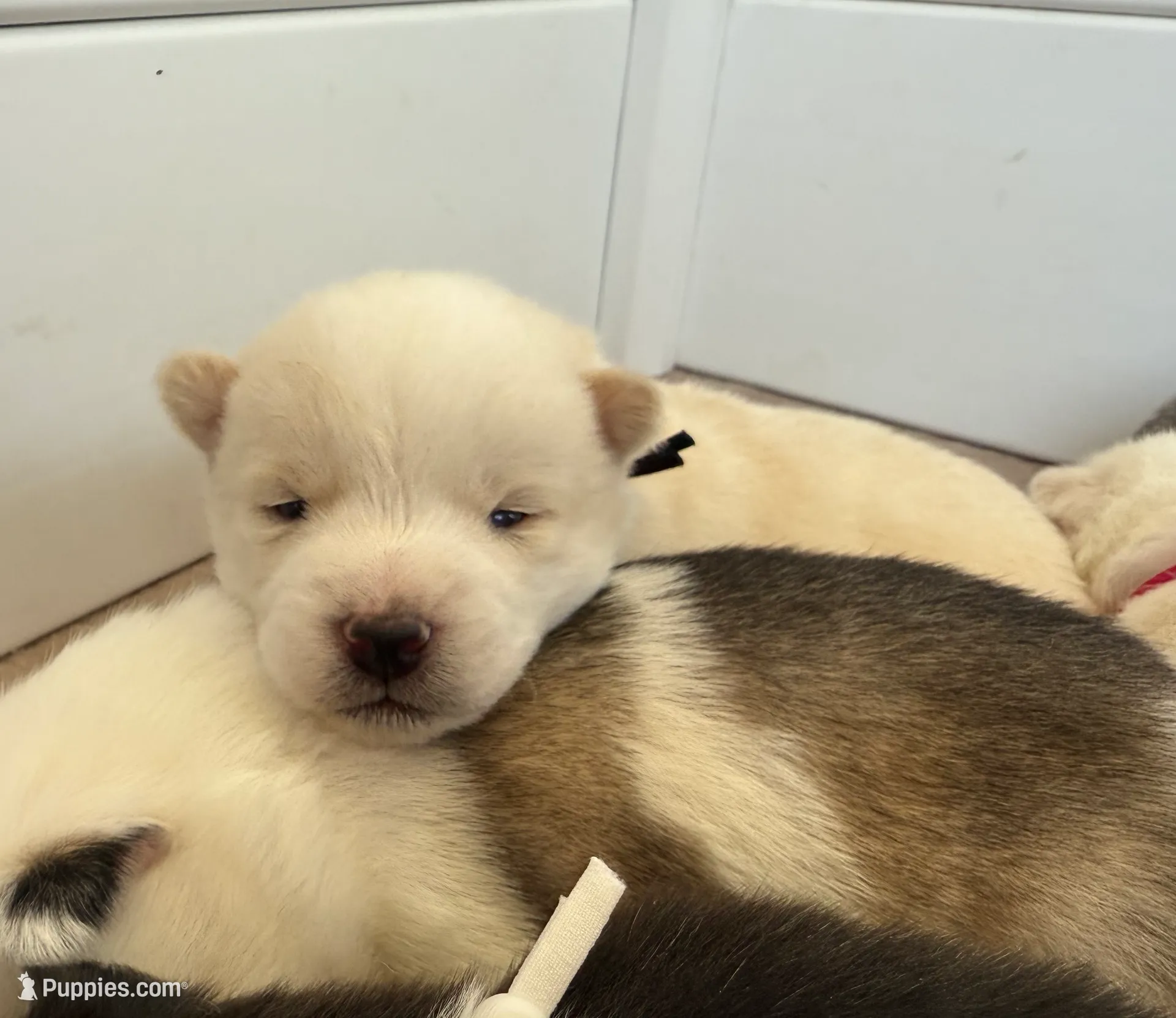 Black Collar Male is a Pomsky puppy for sale in Exeter, RI