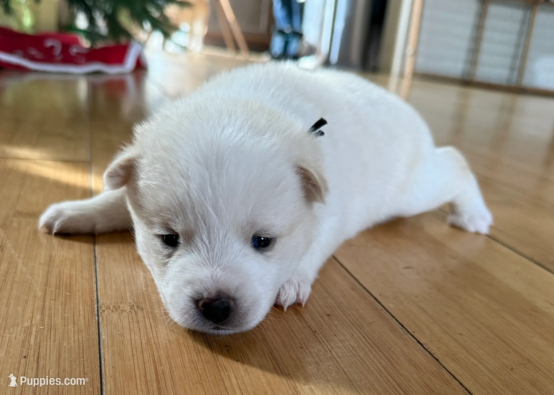Black Collar Male is a Pomsky puppy for sale in Exeter, RI