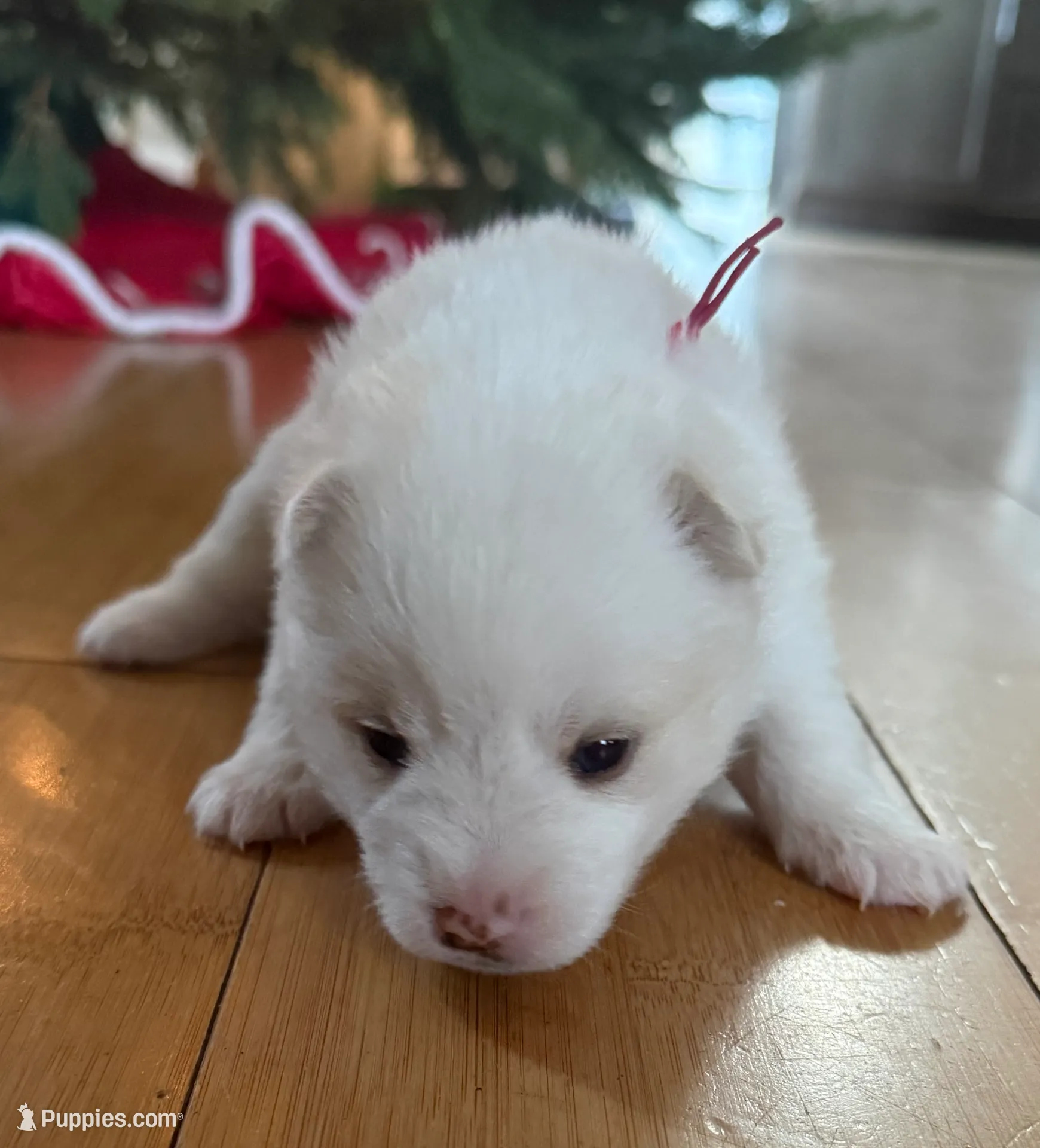 processed/51d120c9-4c35-481d-8836-7441d84db7cb/listing/c0879a2d-2622-4941-8c38-69e14c961838/f0f2a5bd-9b72-40b8-be16-5e57d8d7ccb0