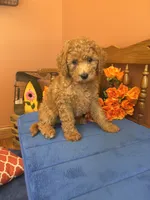 Trudy, a female Miniature Goldendoodle for sale in Seneca, KS – 4 of 10