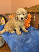Ace, a male Miniature Goldendoodle for sale in Seneca, KS – 1 of 10