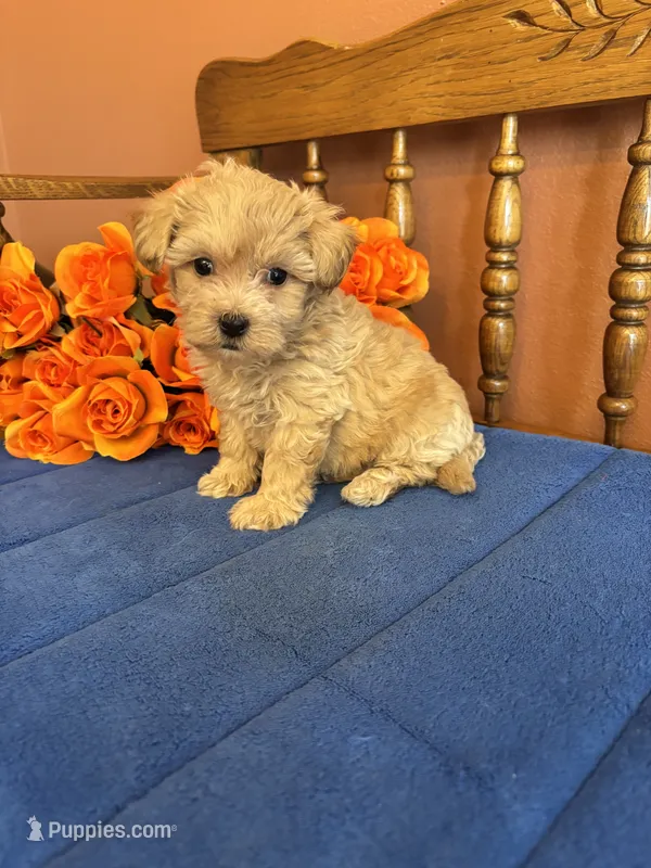 Bella – Maltipoo puppy for sale in Seneca, KS