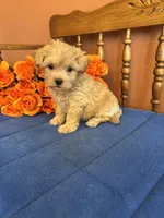 Bella, a female Maltipoo for sale in Seneca, KS – 1 of 10