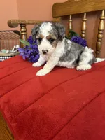 Lacey, a female Miniature Bernedoodle for sale in Seneca, KS – 6 of 9