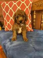 Nemo, a male Miniature Goldendoodle for sale in Seneca, KS – 2 of 8