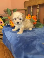 Rosie, a female Maltipoo for sale in Seneca, KS – 2 of 10