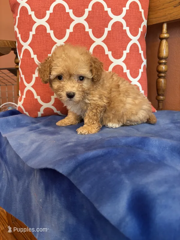 Bear – Maltipoo puppy for sale in Seneca, KS
