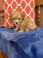 Bear, a male Maltipoo for sale in Seneca, KS – 1 of 10