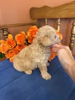 Bella, a female Maltipoo for sale in Seneca, KS – 10 of 10