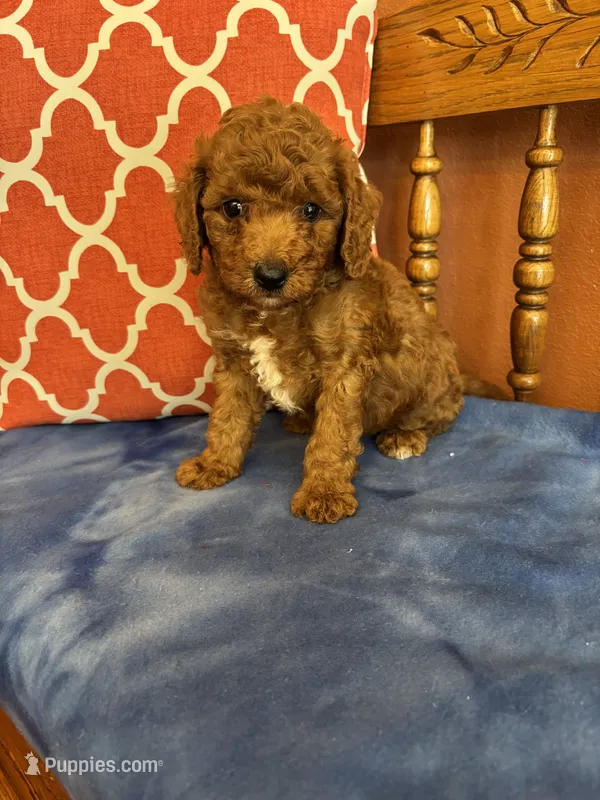 Nemo – Miniature Goldendoodle puppy for sale in Seneca, KS