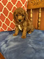 Nemo, a male Miniature Goldendoodle for sale in Seneca, KS – 1 of 8
