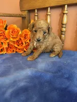 Piper, a female Miniature Goldendoodle for sale in Seneca, KS – 7 of 7