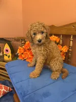 Trudy, a female Miniature Goldendoodle for sale in Seneca, KS – 5 of 10