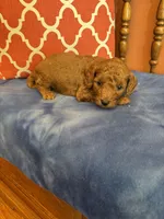 Nemo, a male Miniature Goldendoodle for sale in Seneca, KS – 5 of 7