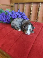 Bennie, a male Miniature Bernedoodle for sale in Seneca, KS – Photo 3 of 8