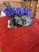 Bennie, a male Miniature Bernedoodle for sale in Seneca, KS – Photo 7 of 8
