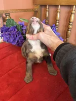 Bennie, a male Miniature Bernedoodle for sale in Seneca, KS – Photo 5 of 8