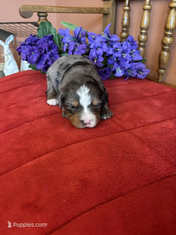Bennie – Miniature Bernedoodle puppy for sale in Seneca, KS