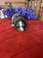 Bennie, a male Miniature Bernedoodle for sale in Seneca, KS – Photo 1 of 8