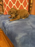 Nemo, a male Miniature Goldendoodle for sale in Seneca, KS – 4 of 7
