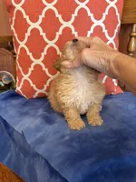 Bear, a male Maltipoo for sale in Seneca, KS – 2 of 10