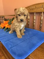Roscoe, a male Miniature Goldendoodle for sale in Seneca, KS – 6 of 10