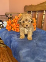 Jett, a male Maltipoo for sale in Seneca, KS – Photo 6 of 10