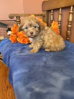 Jett, a male Maltipoo for sale in Seneca, KS – Photo 7 of 10