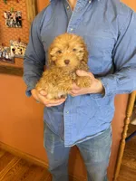Jett, a male Maltipoo for sale in Seneca, KS – Photo 9 of 10