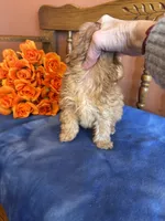 Jett, a male Maltipoo for sale in Seneca, KS – Photo 5 of 10