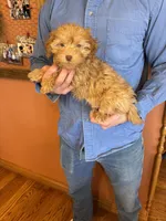 Jett, a male Maltipoo for sale in Seneca, KS – Photo 10 of 10