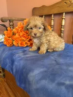 Jett, a male Maltipoo for sale in Seneca, KS – Photo 4 of 10