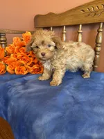 Jett, a male Maltipoo for sale in Seneca, KS – Photo 2 of 10