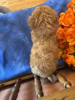 Jett, a male Maltipoo for sale in Seneca, KS – Photo 3 of 10