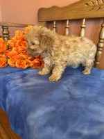 Jett, a male Maltipoo for sale in Seneca, KS – Photo 8 of 10