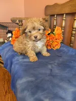 Jett, a male Maltipoo for sale in Seneca, KS – Photo 1 of 10