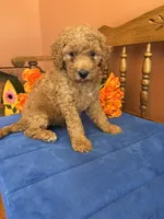 Trudy, a female Miniature Goldendoodle for sale in Seneca, KS – 1 of 8