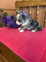 Ranger, a male Miniature Bernedoodle for sale in Seneca, KS – 4 of 8