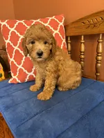 Roscoe, a male Miniature Goldendoodle for sale in Seneca, KS – 4 of 10