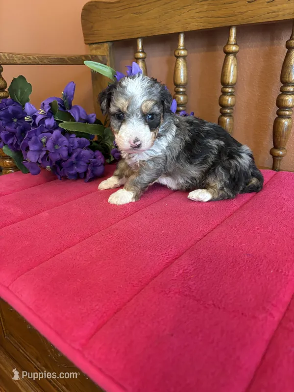 Ranger – Miniature Bernedoodle puppy for sale in Seneca, KS
